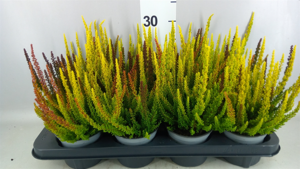 Calluna Skyline Trio Mix 12Ø 28cm