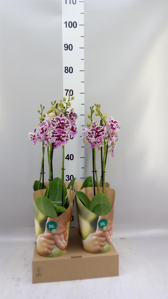 Phal F Spee Elegance 12Ø 55cm
