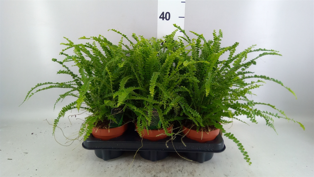 Nephrolepis Duffii 12Ø 35cm