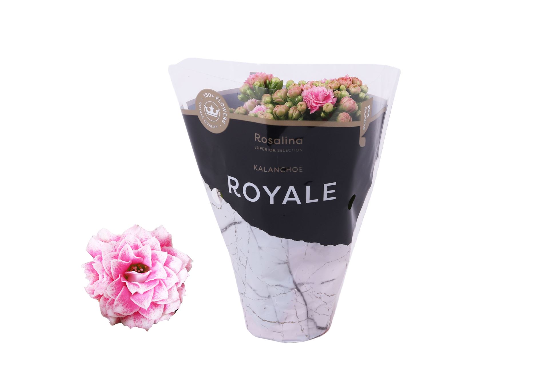 Kalanchoe Double Rosalina Alano Bicolor 7Ø 15cm