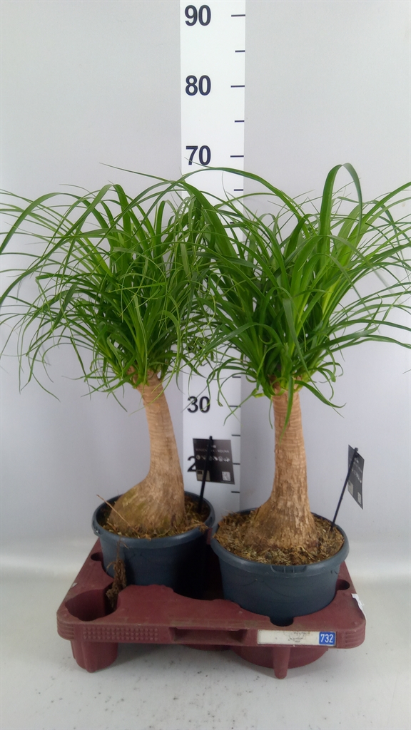 Beaucarnea Recurvata 19Ø 60cm