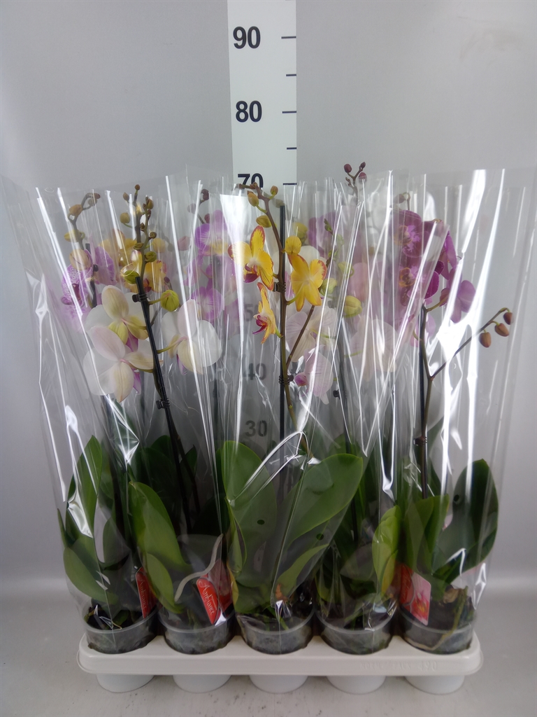 Phalaenopsis Mix 12Ø 65cm 1st