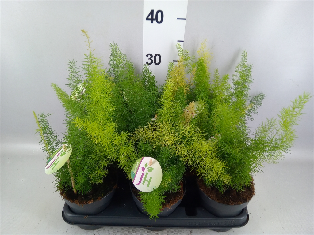 Asparagus Densiflorus Myers 12Ø 30cm