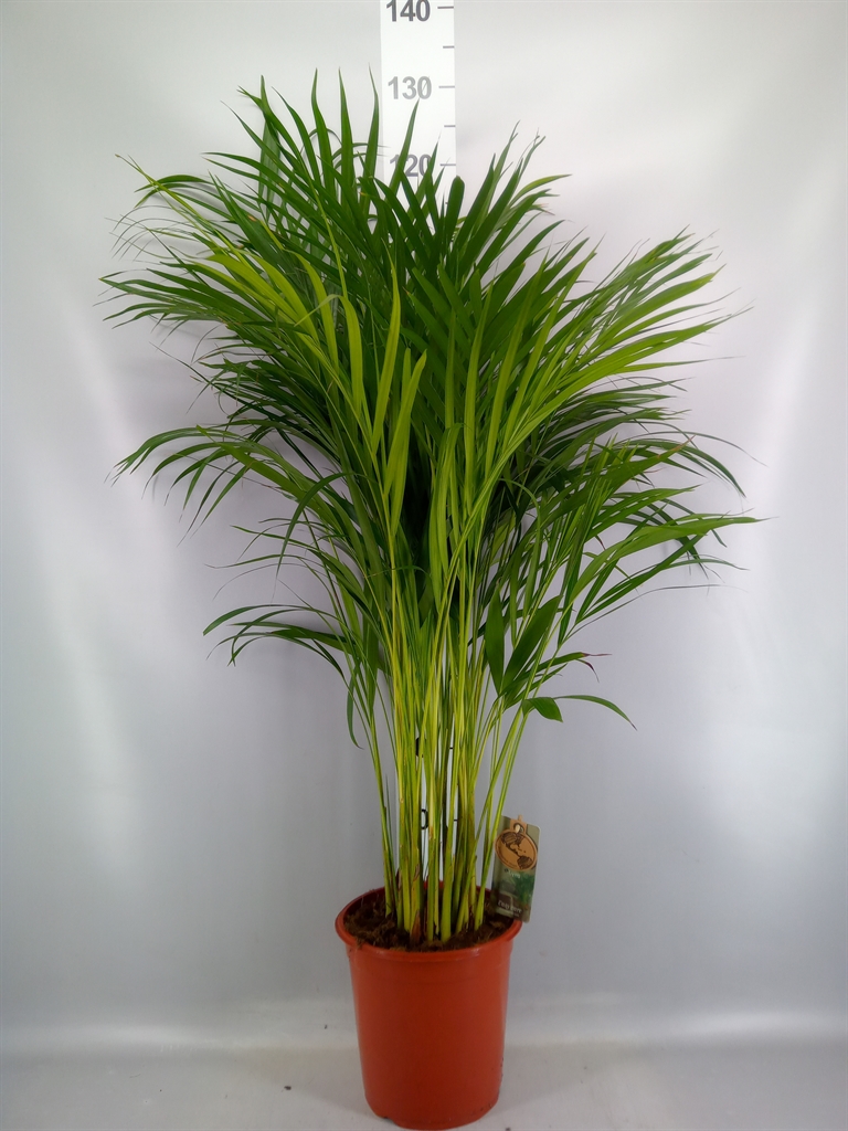 Dypsis Lutescens 24Ø 120cm