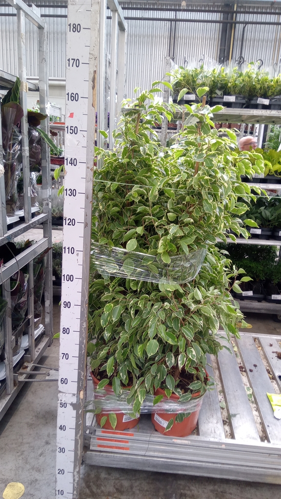 Ficus Benjamina Golden King 27Ø 140cm