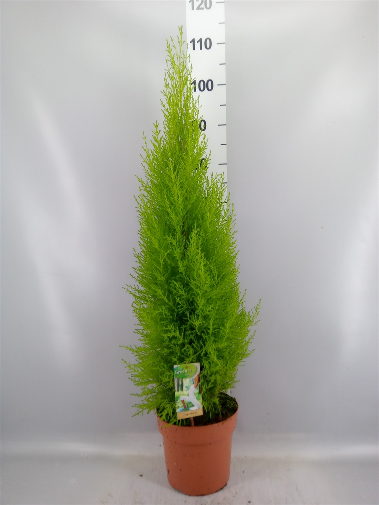 Cupressus Goldcrest Wilma 21Ø 80cm