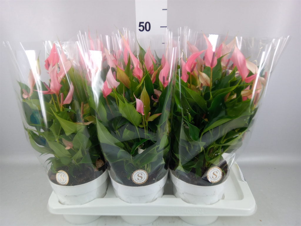Anthurium Lilli 17Ø 45cm