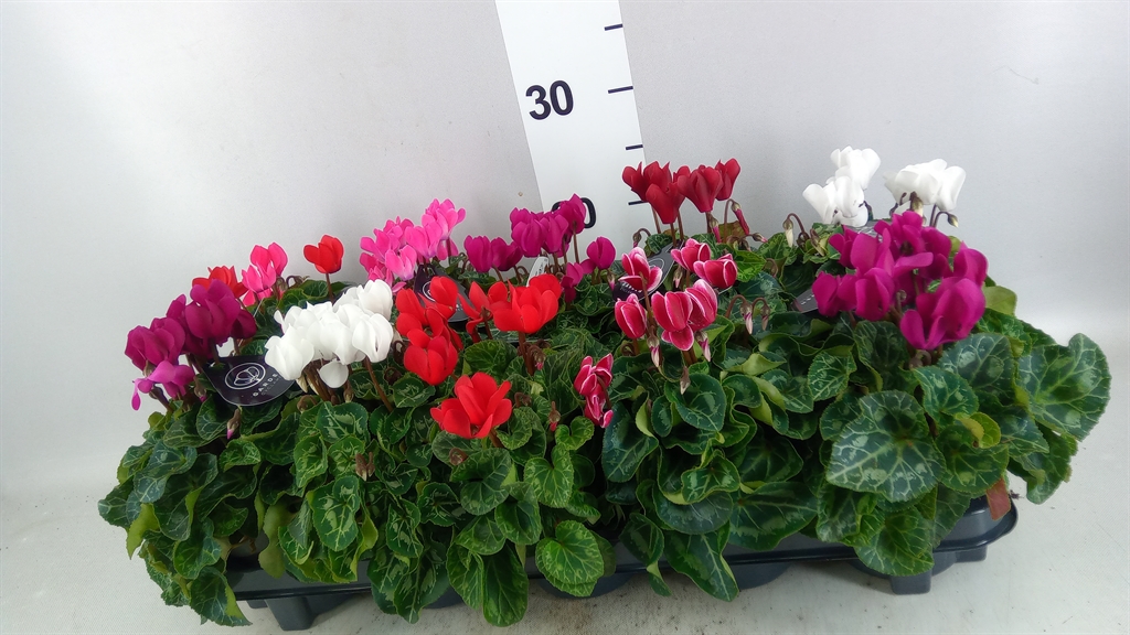 Cyclamen Mini Garden 10Ø 25cm