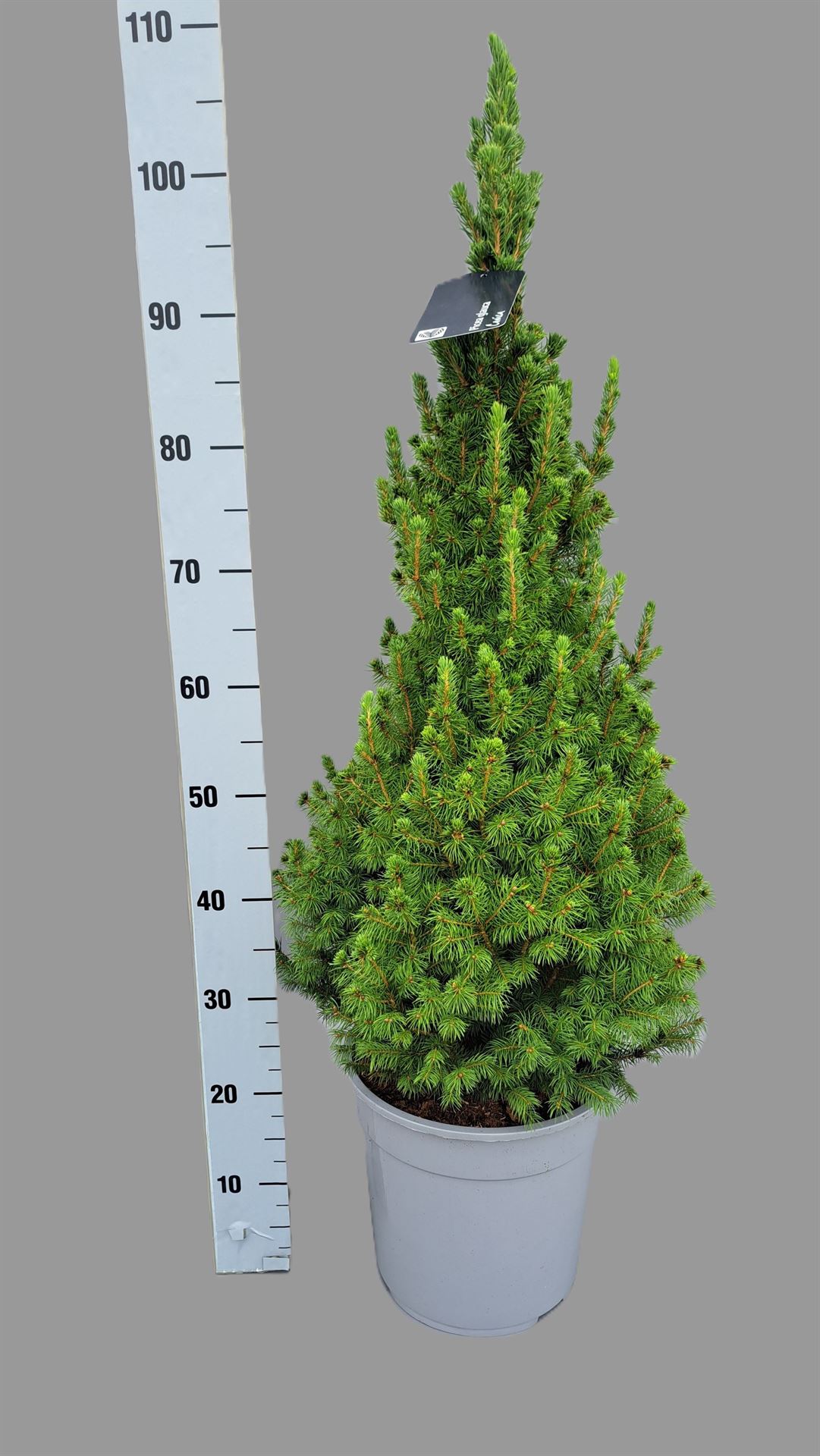 Picea Conica 27Ø 110cm