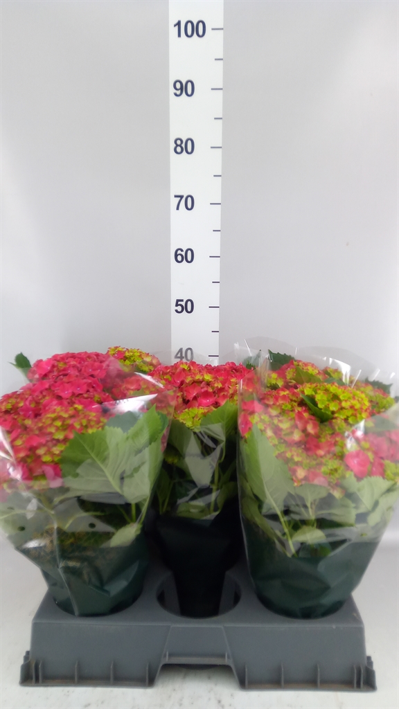 Hydrangea Hi Fire 14Ø 38cm 7bl