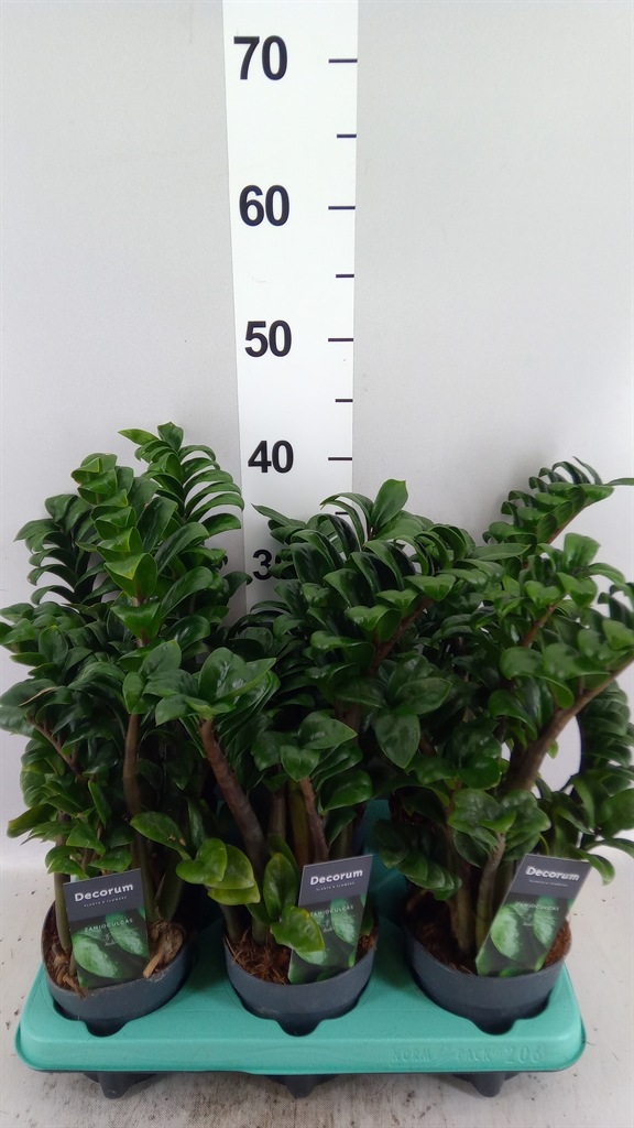 Zamioculcas Zenzi 12Ø 28cm