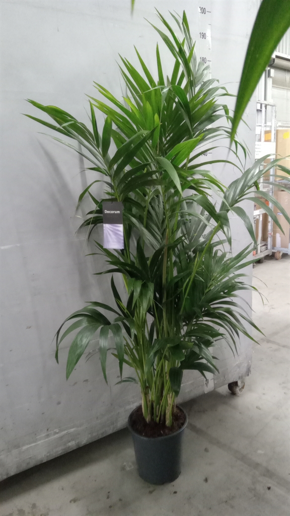 Howea Forsteriana 27Ø 180cm