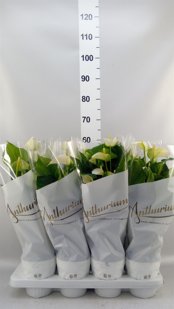 Anthurium White Champion 14Ø 50cm
