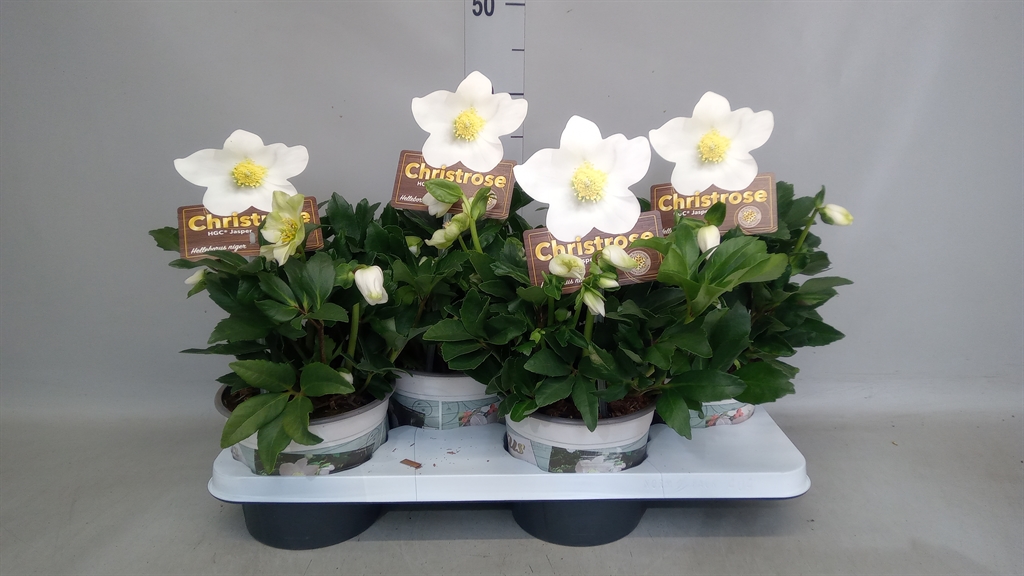 Helleborus Hgc Jasper 17Ø 30cm