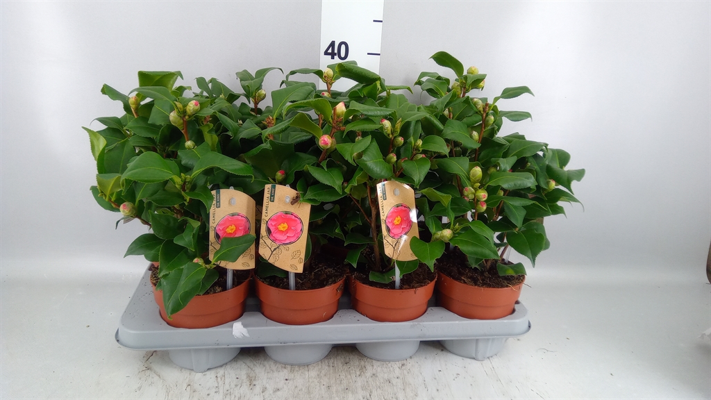 Camellia Japonica Dr King 13Ø 40cm