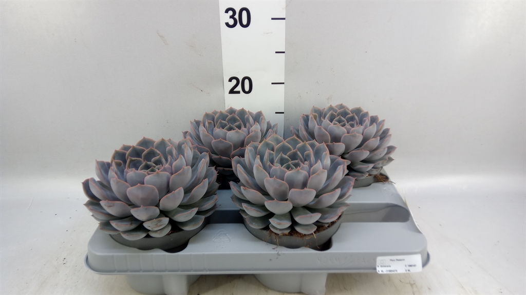 Echev Orion 13Ø 15cm