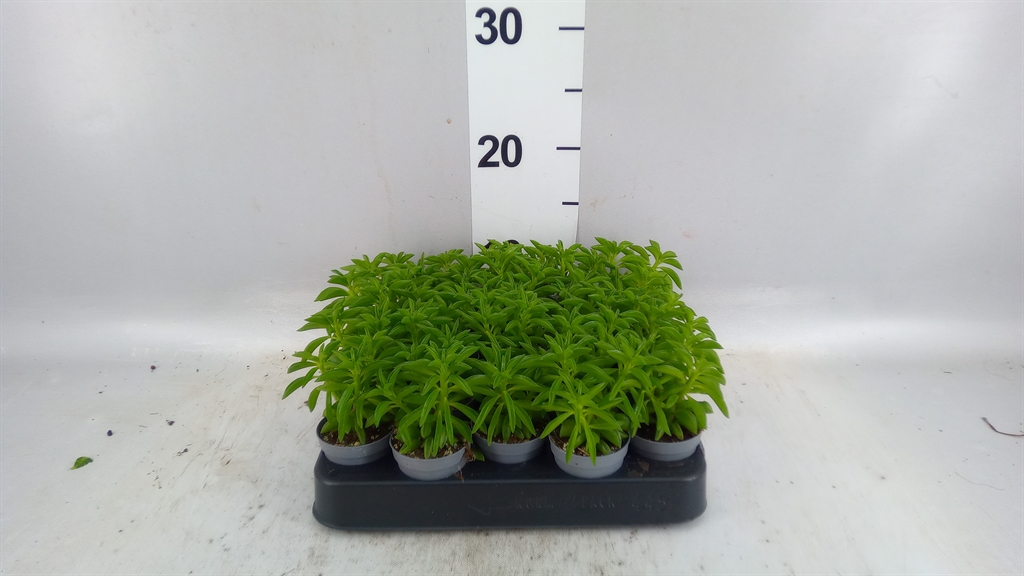 Pep Overig 505Ø 10cm