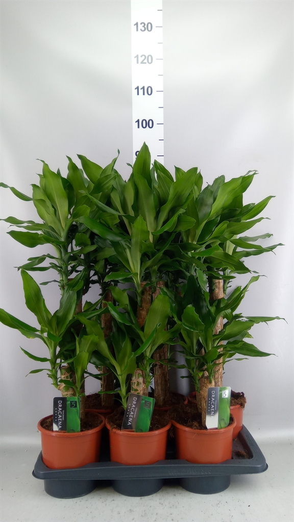 Dracaena Steudneri 17Ø 85cm
