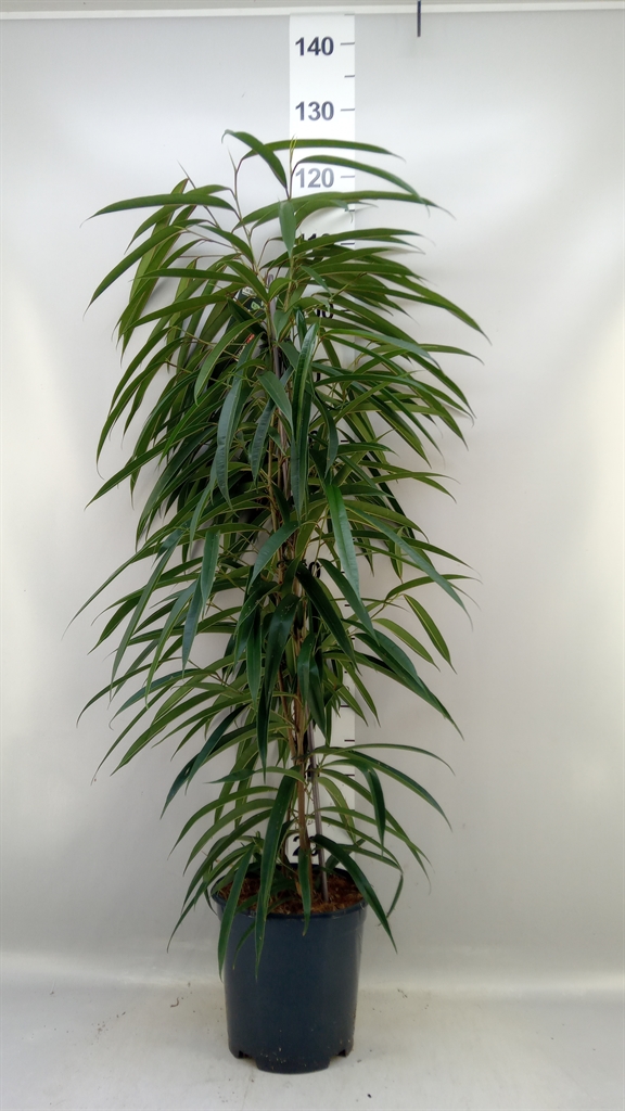 Fic Bin Alii 21Ø 105cm