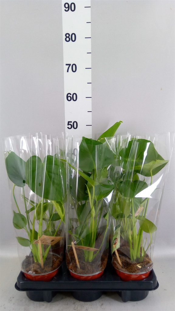 Monstera Deliciosa 12Ø 40cm