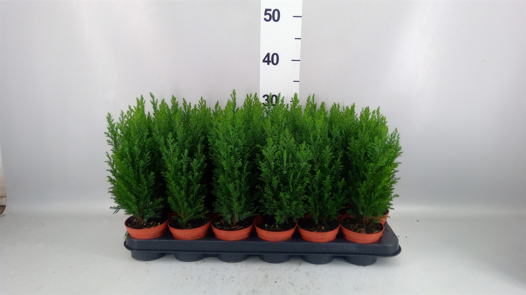Chamaecyparis Ellwoodii 9Ø 30cm