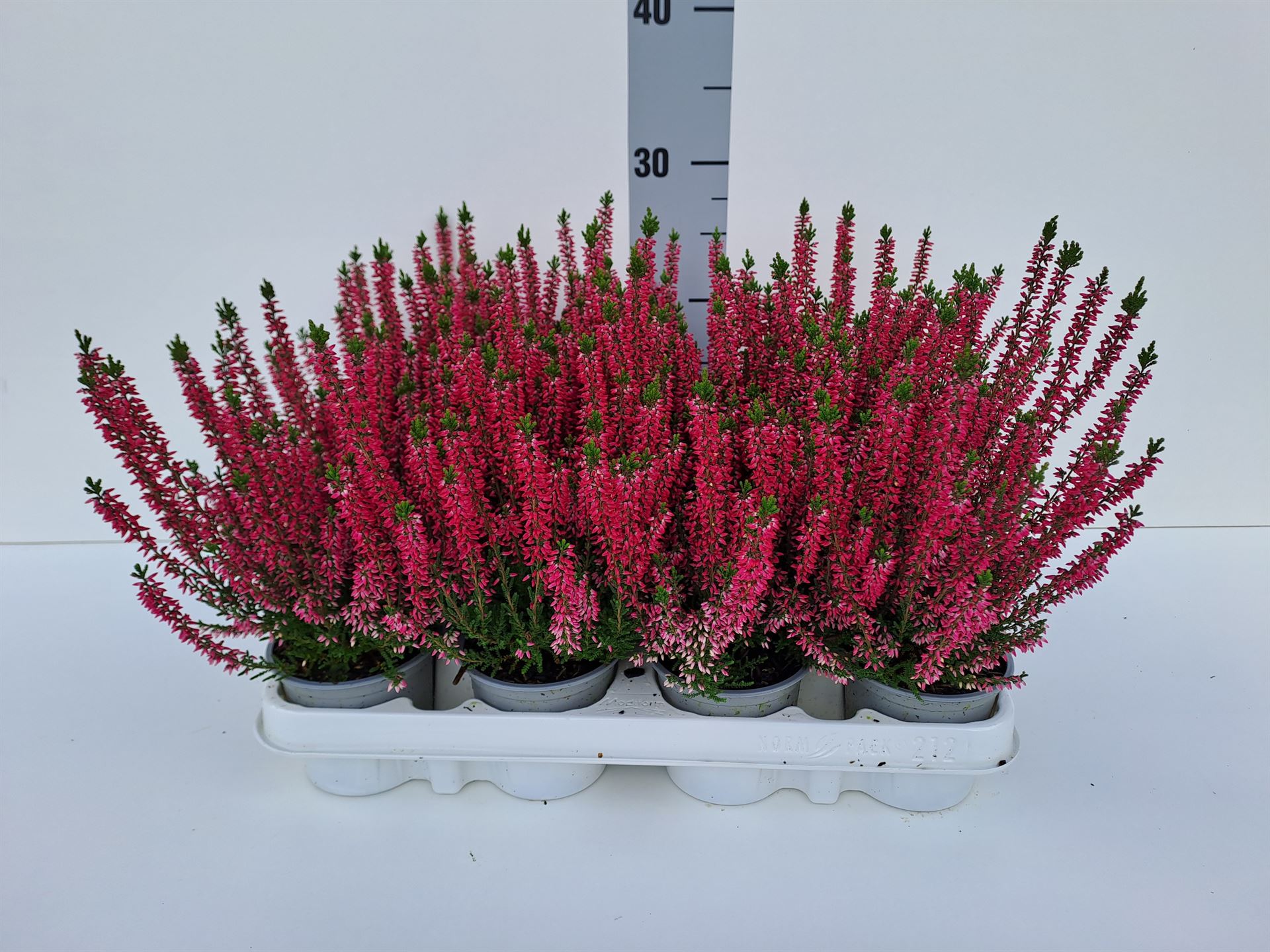 Calluna Beauty Ladies Siska 9Ø 20cm