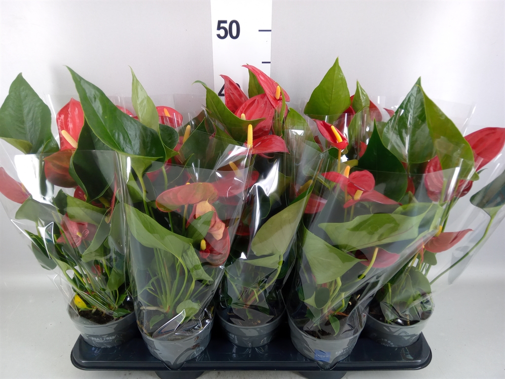 Anthurium Karma Red 12Ø 43cm