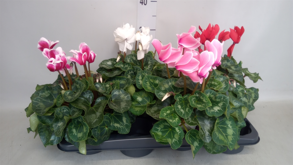 Cyclamen Super Serie Xl 13Ø 28cm