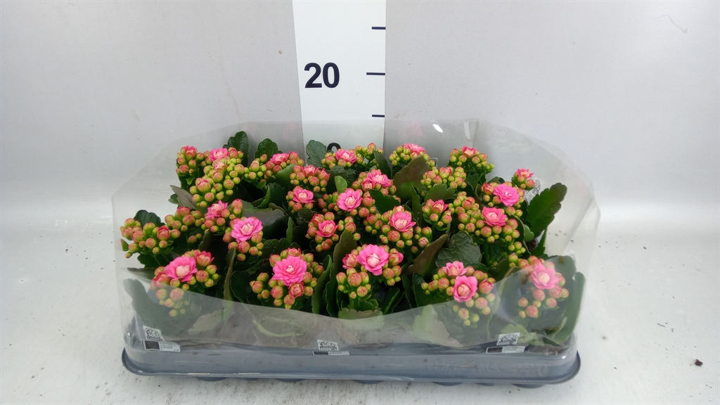 Kalanchoe Double More Flowers Adelaide 6Ø 12cm