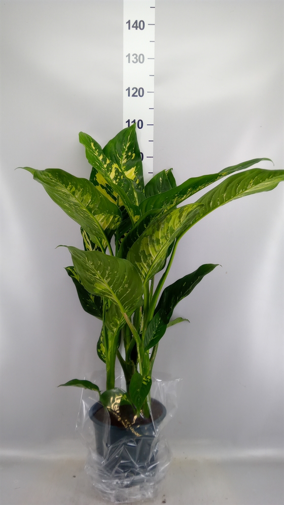 Dieff Overig 24Ø 90cm