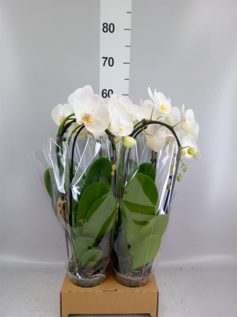 Phalaenopsis Cascade 12Ø 50cm 2st