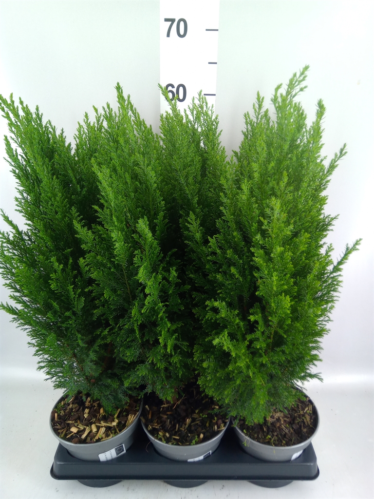 Chamaecyparis Ellwoodii 15Ø 55cm