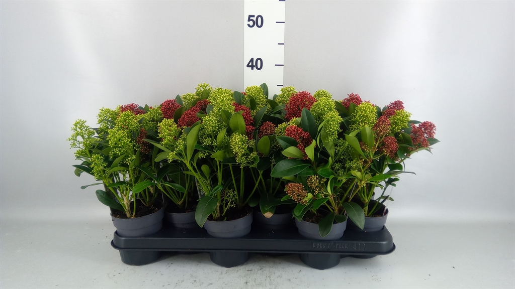 Skimmia Japonica 10Ø 25cm