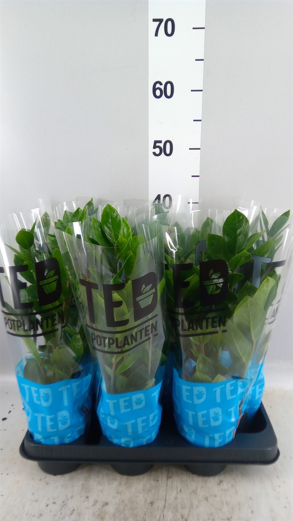 Zamioculcas Zamiifol 510Ø 35cm