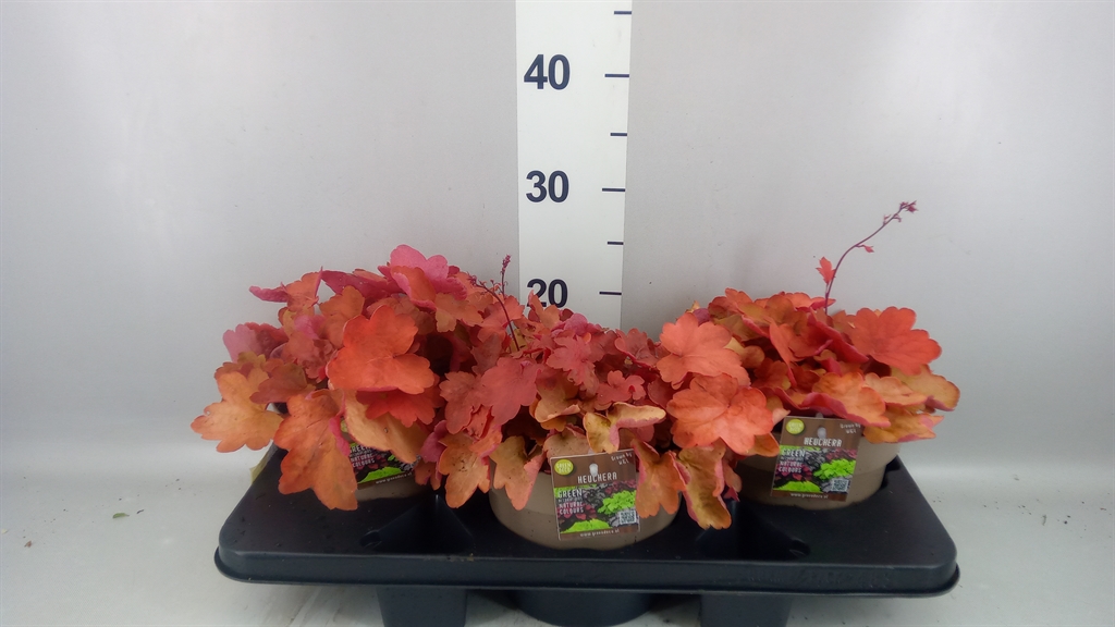 Heuchera Indian Summer Mix 19Ø 25cm