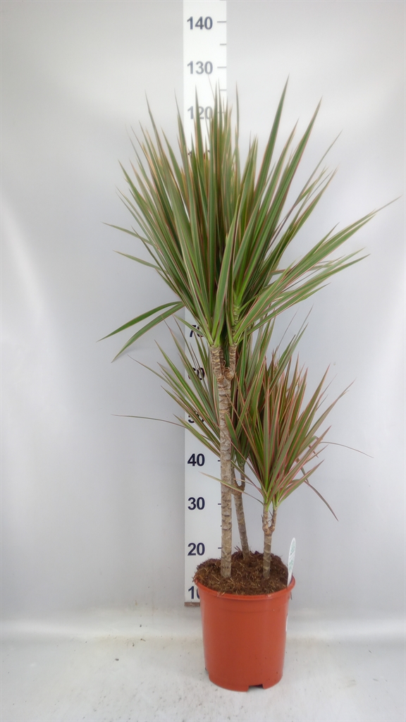 Dracaena Bicolor 21Ø 105cm