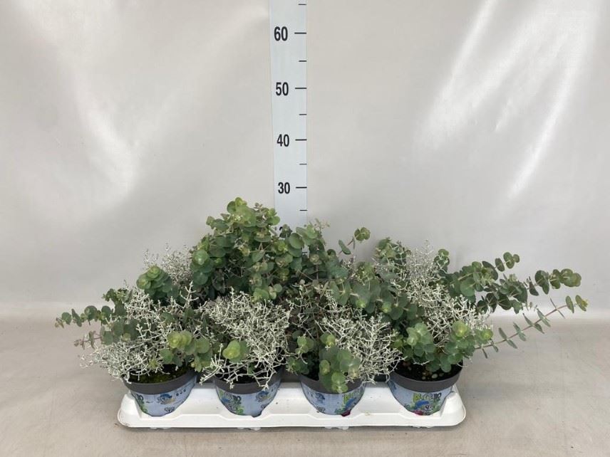 Eucalyptus 13Ø 25cm