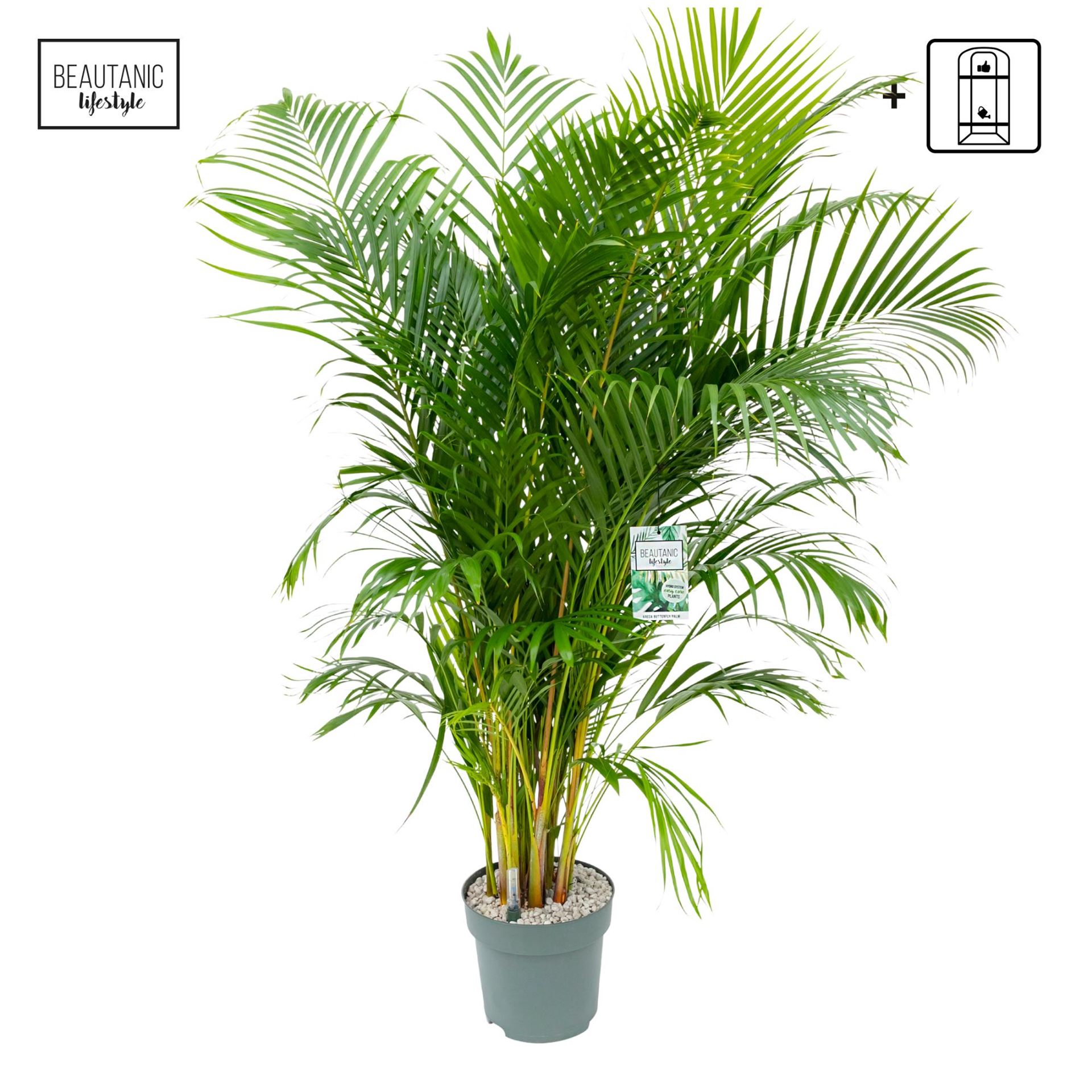 Chrysalidocarpus Lut 27Ø 140cm