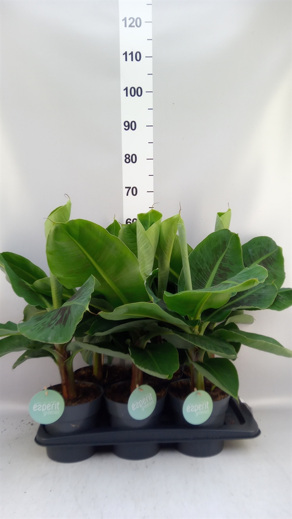 Musa 17Ø 50cm