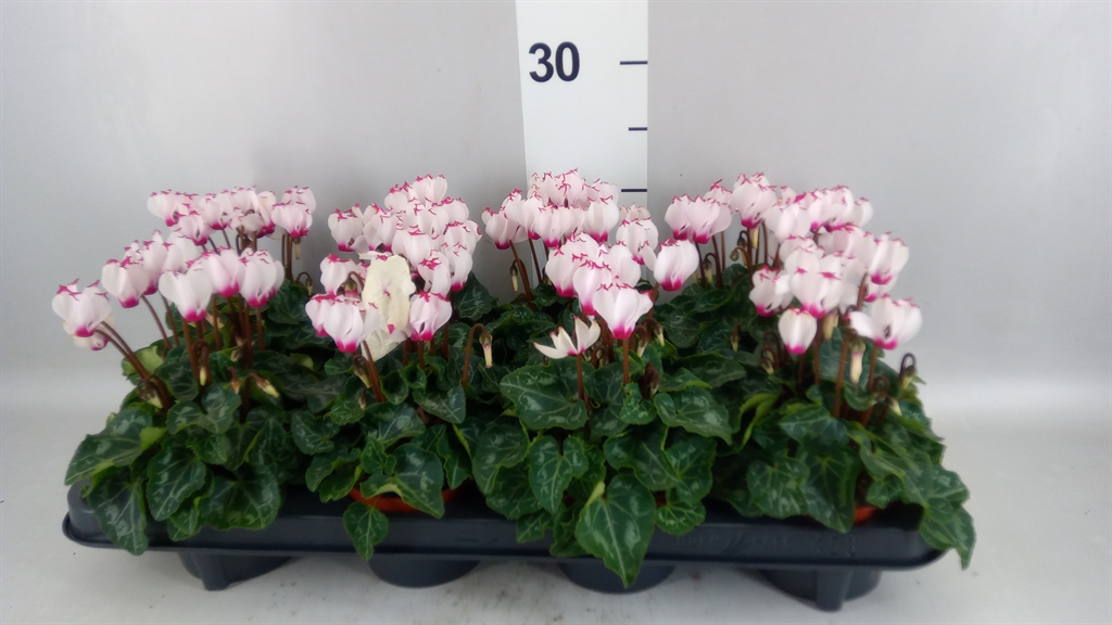 Cyclamen Super Serie Verano 10Ø 23cm
