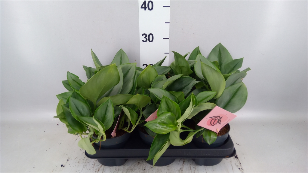 Scindapsus Treubii Moonlight 12Ø 20cm