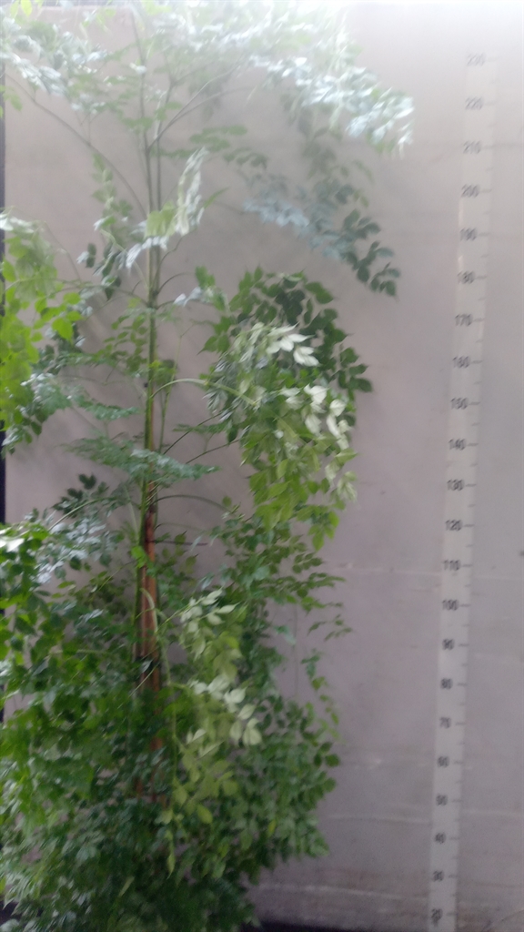 Radermachera Sinica 30Ø 240cm