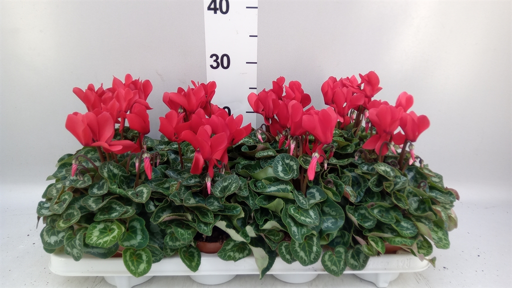 Cyclamen Super Serie Allure 10Ø 20cm