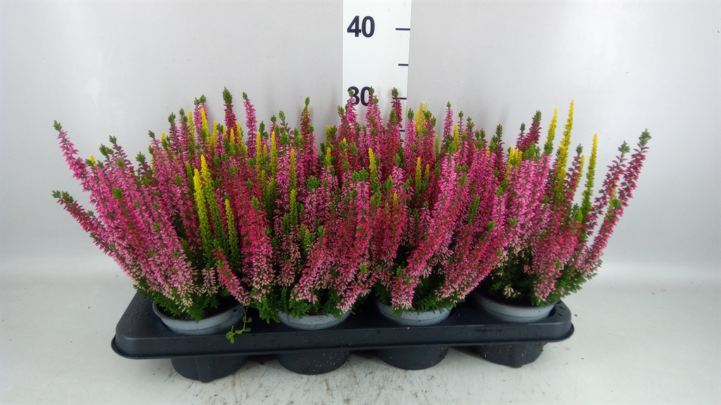 Calluna Beauty Ladies Mix In Pot 3 Colours 12Ø 17cm