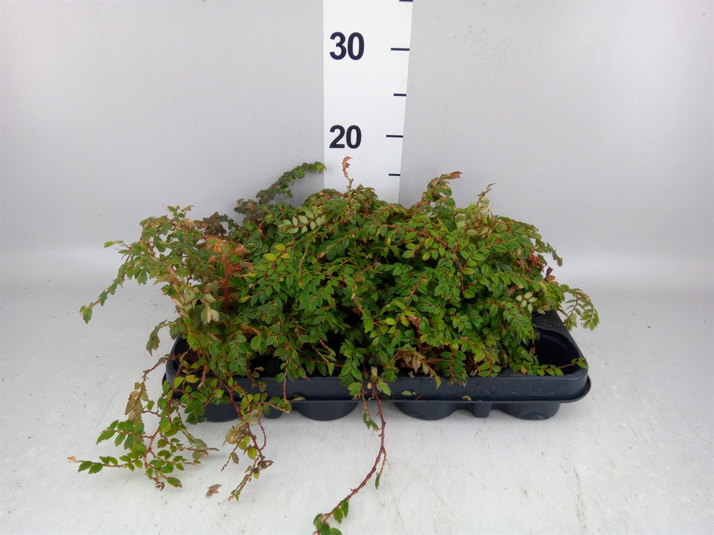 Beg Overig 8Ø 25cm