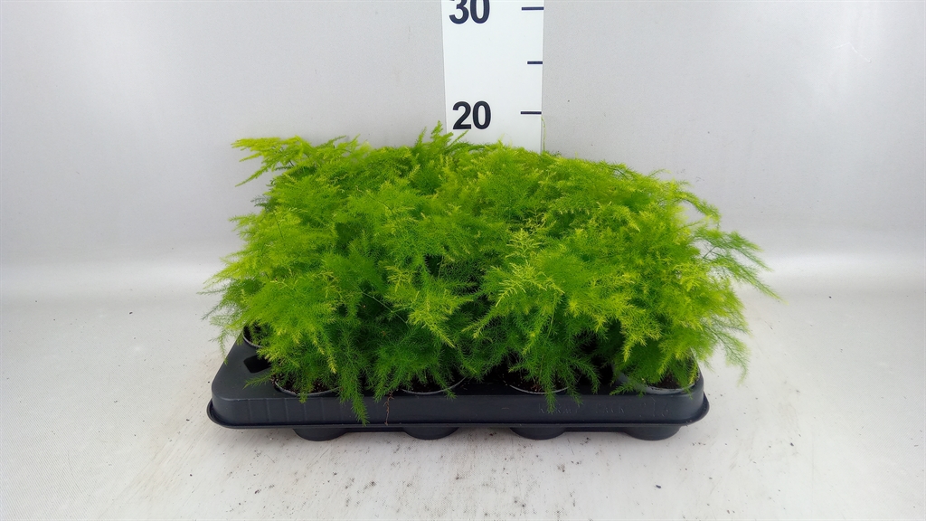 Asparagus Setaceus 7Ø 15cm