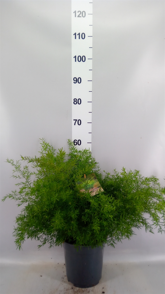 Asparagus Densiflorus Cwebe 21Ø 50cm