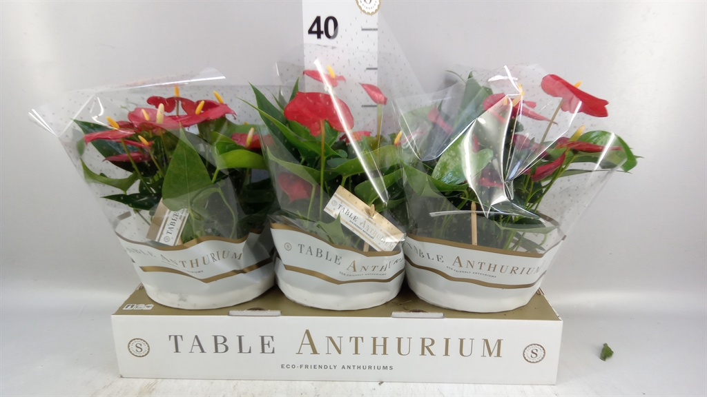 Anthu An Royal Champ 17Ø 30cm