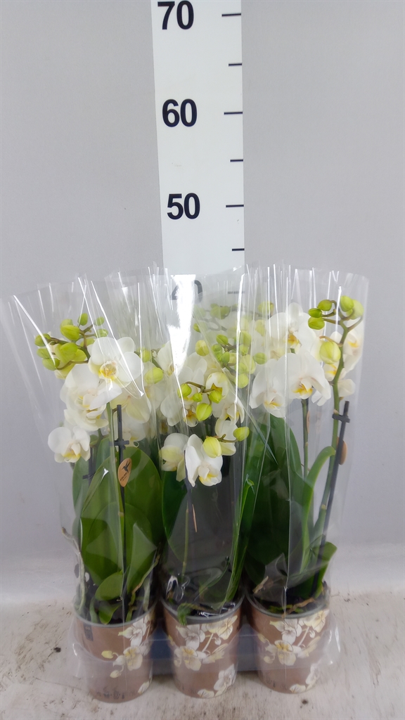 Phalaenopsis Multiflora Silly Tommy 9Ø 40cm 3st