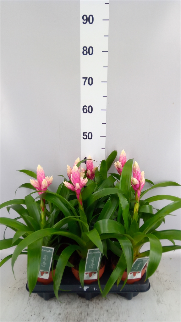 Guzm Overig 12Ø 45cm